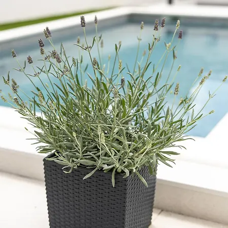 بيت للعطل Poolhouse Domus